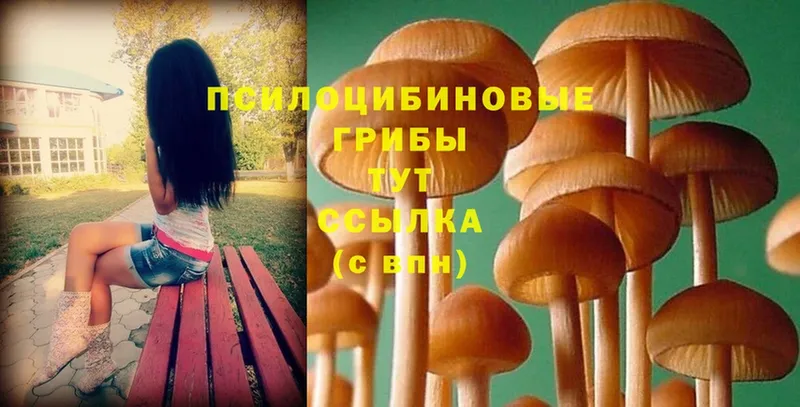 хочу наркоту  Белая Холуница  Псилоцибиновые грибы мицелий 
